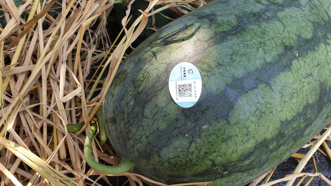 dua hau dan tem tieng trung quoc de truy xuat nguon goc