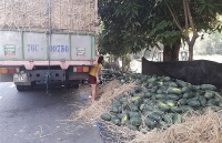 Dưa hấu dán tem tiếng Trung Quốc để truy xuất nguồn gốc