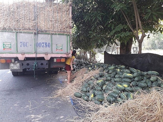 dua hau dan tem tieng trung quoc de truy xuat nguon goc