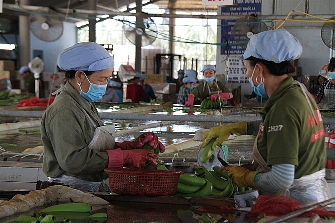 Xuất khẩu rau quả tăng trưởng mạnh trở lại xuat khau rau qua tang truong manh tro lai