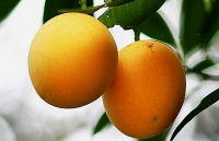 Trái cây, đồ uống giải nhiệt đắt khách ngày nắng nóng