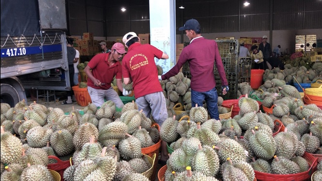 Đồng Nai: Giá sầu riêng giảm ngay từ đầu vụ dong nai gia sau rieng giam ngay tu dau vu