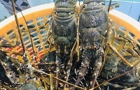 TP Hồ Chí Minh: Giá tôm hùm tiếp tục giảm mạnh vì ảnh hưởng dịch Covid-19