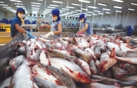 Tín hiệu tích cực cho cá tra từ 2 thị trường lớn nhất