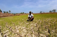 Thủ tướng duyệt 530 tỷ đồng cho 8 tỉnh chống hạn hán, xâm nhập mặn