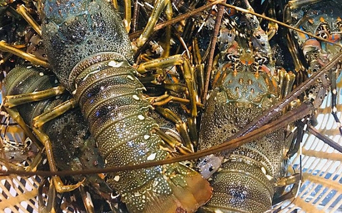 tom hum rot gia chua tung thay 150000 dongcon