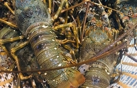 Tôm hùm rớt giá chưa từng thấy, 150.000 đồng/con