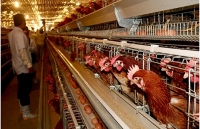 Trứng gà rẻ hơn rau, chủ trang trại lỗ chục tỷ đồng