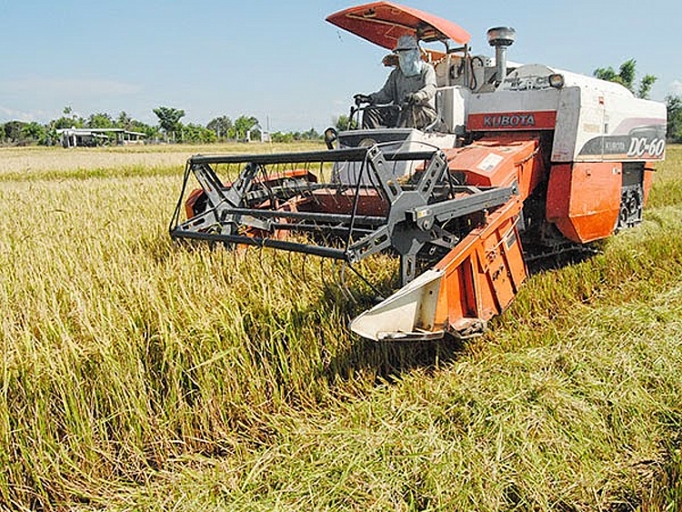 Giá lúa Đông Xuân giảm nhẹ nhưng vẫn giữ ở mức cao gia lua dong xuan giam nhe nhung van giu o muc cao