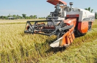 Giá lúa Đông Xuân giảm nhẹ nhưng vẫn giữ ở mức cao
