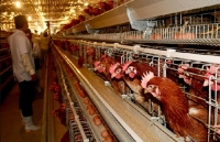 Giá gà tăng, người chăn nuôi vẫn lỗ