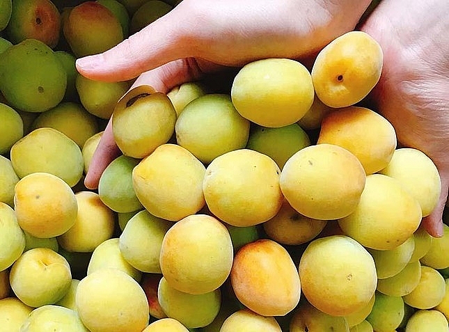 Mơ chùa Hương là đặc sản nổi tiếng thơm ngon nhưng chỉ có trong khoảng thời gian rất ngắn