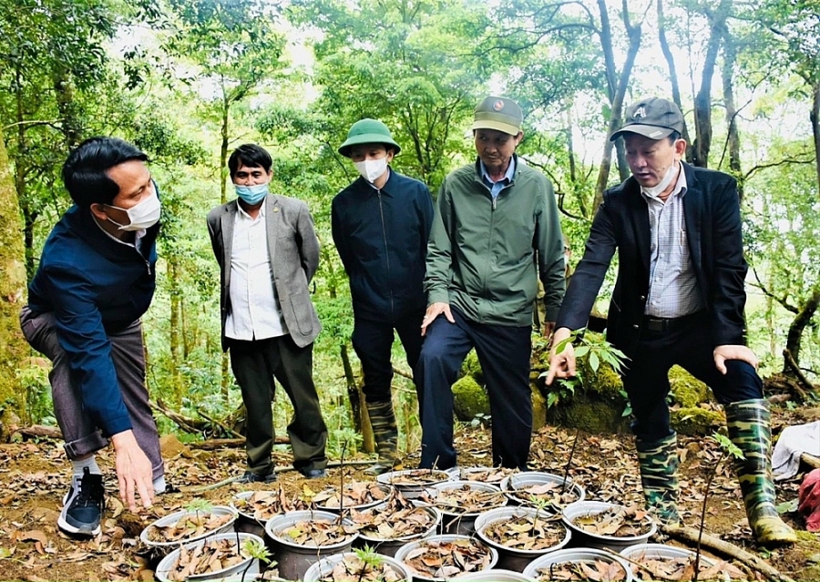 Chủ tịch UBND huyện Tu Mơ Rông Võ Trung Mạnh (ngoài cùng bên trái) giới thiệu với Bí thư Tỉnh ủy Kon Tum Dương Văn Trang (ngoài cùng bên phải) về vườn ươm sâm Ngọc Linh Chủ tịch UBND huyện Tu Mơ Rông Võ Trung Mạnh (ngoài cùng bên trái) giới thiệu với Bí thư Tỉnh ủy Kon Tum Dương Văn Trang (ngoài cùng bên phải) về vườn ươm sâm Ngọc Linh