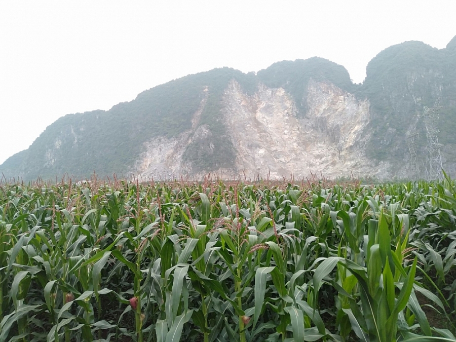 Cây cối hoa màu của người dân nằm ngay dưới mỏ đá bị ảnh hưởng nghiêm trọng Cây cối hoa màu của người dân nằm ngay dưới mỏ đá bị ảnh hưởng nghiêm trọng