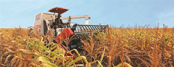 Thu hoạch bắp tại nông trại của HAGL Agrico