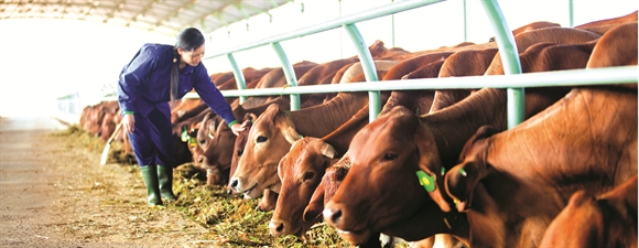 Hình ảnh tại trại chăn nuôi bò của HAGL