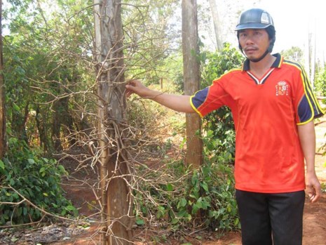 Anh nông dân đau đầu vì tiêu chết hàng loạt. Ảnh: QL