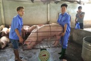 Ngành chăn nuôi lợn - Cần phương án \