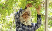 Nho Ninh Thuận tăng giá gấp đôi