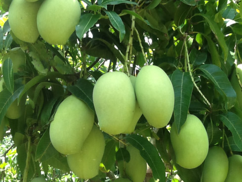 Mặc dù chưa công bố về giá thu mua, nhưng xoài được các doanh nghiệp thu mua để xuất khẩu thường có giá cao hơn thị trường tự do từ 10 - 20%.