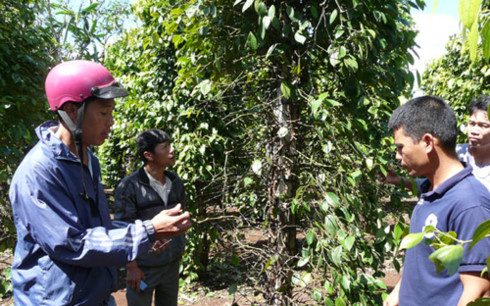 Giá hồ tiêu tại các tỉnh Tây Nguyên liên tục giảm mạnh (Ảnh minh họa: KT)