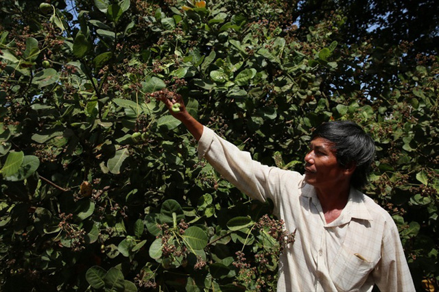 Sâu bệnh gây hại làm giảm mạnh năng suất, sản lượng điều ở Bình Phước (Ảnh: Hồng Thủy)