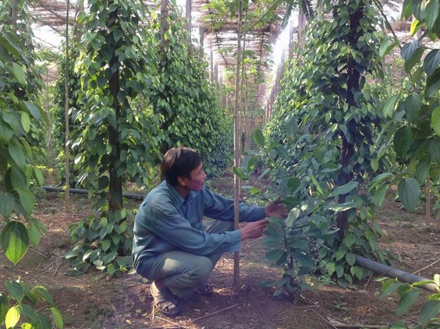 Chăm sóc tiêu (Ảnh: Hồng Thủy)