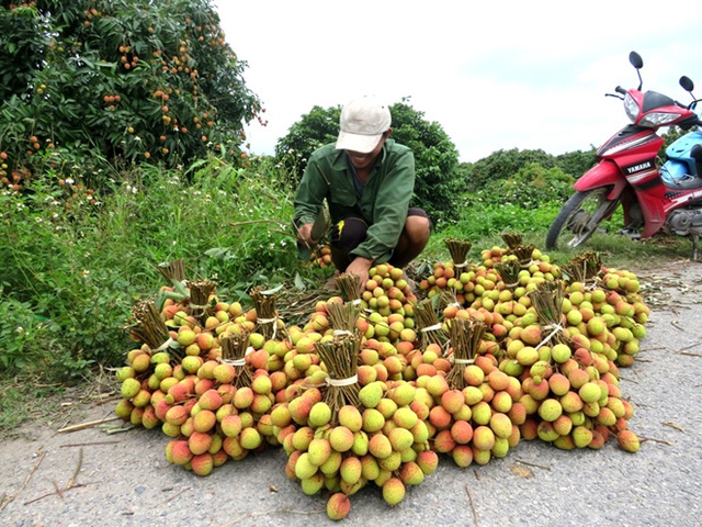 Anh Phạm Văn Tùng, thôn Phúc Giới, xã Thanh Bính phấn khởi thu hoạch vải sớm