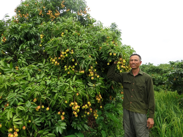Sản lượng vải của gia đình ông Lê Đăng Khảng đạt trên 4 tấn