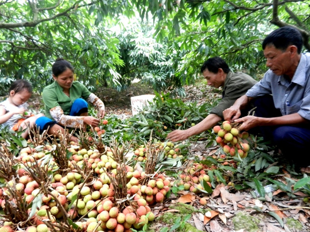 Người dân phấn khởi vì vải sớm được mùa, được giá
