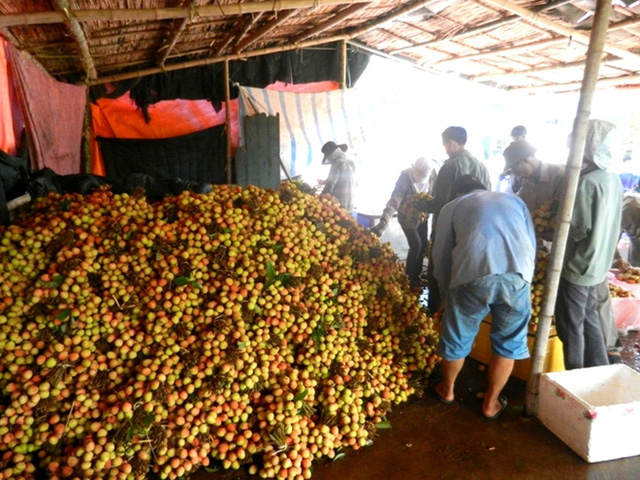 Sản lượng vải của Thanh Hà năm nay ước đạt 16.000 tấn