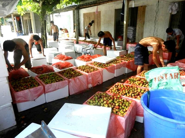 Vải sớm Thanh Hà được đóng vào thùng xốp, chủ yếu xuất sang Trung Quốc và một số thành phố lớn như Hà Nội, TP Hồ Chí Minh...