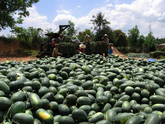 Giá dưa hạ thấp, khiến người nông dân thua lỗ hàng chục triệu đồng