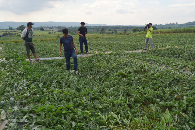 Dưa rớt giá người dân đã khổ, nhưng một số đối tượng không buông tha vẫn đến “xin đểu” ép giá