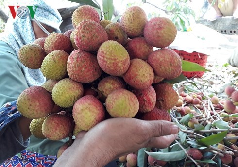 Giá vải ở Phương Nam giảm thê thảm, nguy cơ mỗi hộ mất cả trăm triệu - Ảnh 3.