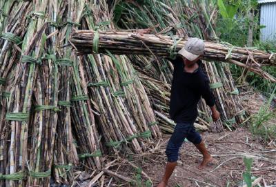 Tồn gần 700.000 tấn, giá đường tụt dốc, nông dân bí đầu ra - Ảnh 1. Tồn gần 700.000 tấn, giá đường tụt dốc, nông dân bí đầu ra - Ảnh 1.