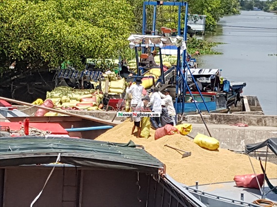 Bạc Liêu: Giá lúa tăng mạnh, nông dân phấn khởi bac lieu gia lua tang manh nong dan phan khoi