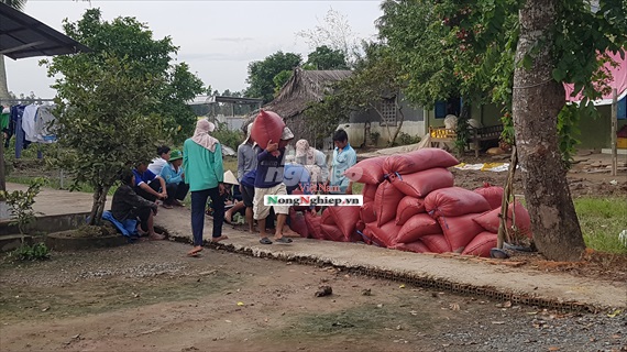 Bạc Liêu: Giá lúa tăng mạnh, nông dân phấn khởi bac lieu gia lua tang manh nong dan phan khoi