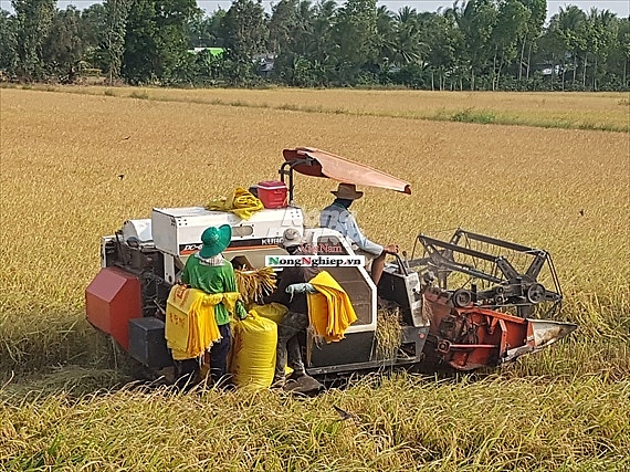 Bạc Liêu: Giá lúa tăng mạnh, nông dân phấn khởi bac lieu gia lua tang manh nong dan phan khoi