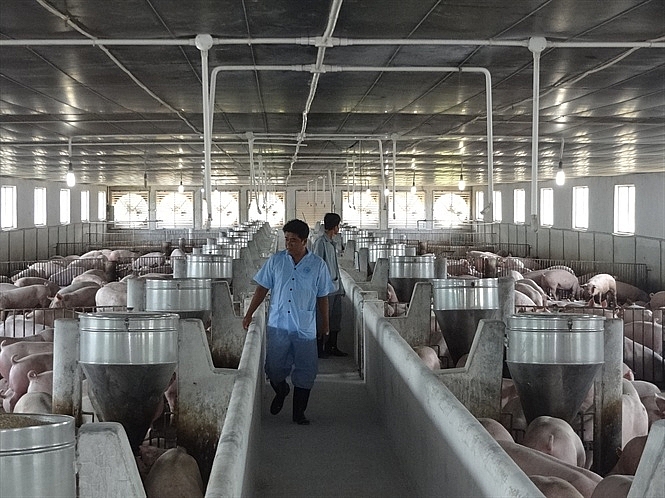 Nguồn cung sụt giảm, giá lợn hơi vẫn giảm mạnh nguon cung sut giam gia lon hoi van giam manh