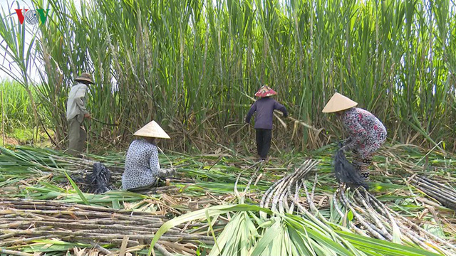 Giá mía chục tăng mạnh nhờ nhu cầu tăng cao gia mia chuc tang manh nho nhu cau tang cao