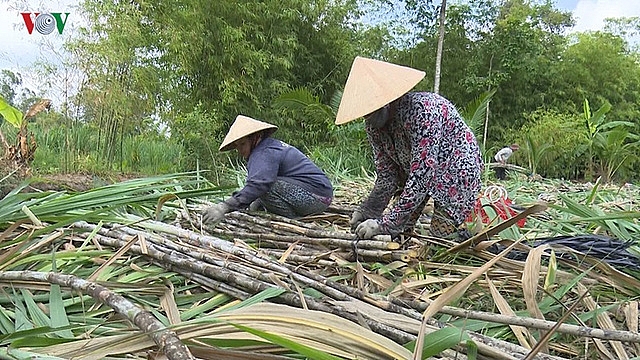 Giá mía chục tăng mạnh nhờ nhu cầu tăng cao gia mia chuc tang manh nho nhu cau tang cao