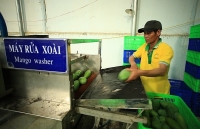 Xuất khẩu trái cây khởi sắc