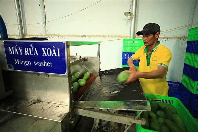 Xuất khẩu trái cây khởi sắc xuat khau trai cay khoi sac