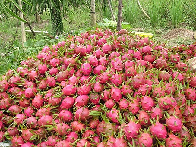 thanh long binh thuan tang gia dot bien