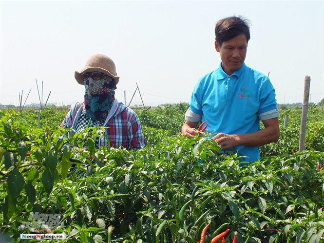 100 nghin 1kg ot sot gia chua tung thay