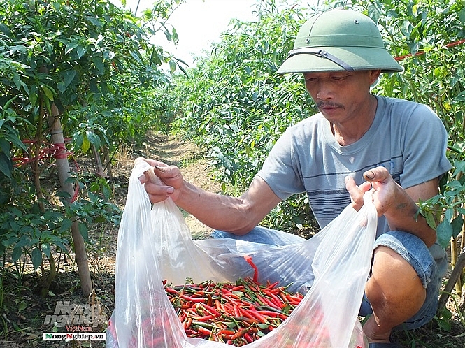 100 nghin 1kg ot sot gia chua tung thay