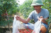 100 nghìn 1kg ớt, sốt giá chưa từng thấy