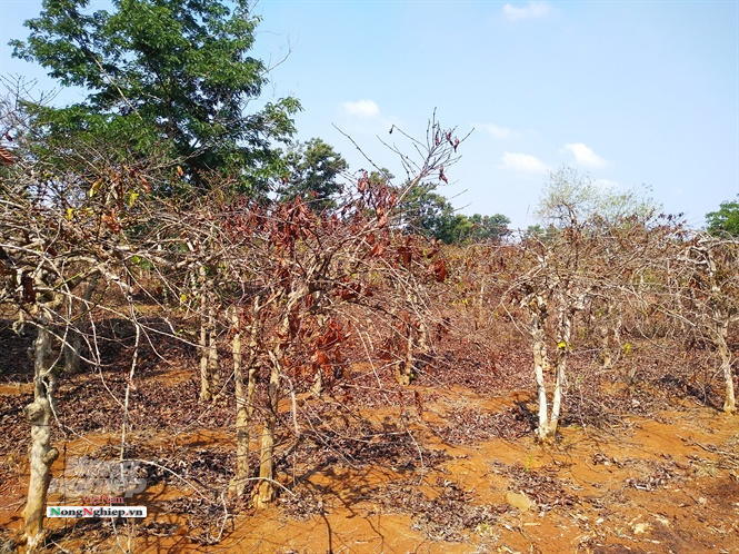 tay nguyen ca phe ha gia nong dan dieu dung