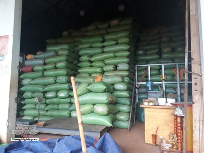 tay nguyen ca phe ha gia nong dan dieu dung